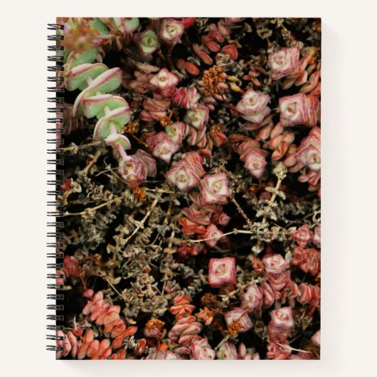 Carnet Crassula perforata (Devant)