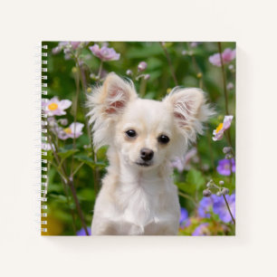 Carnet Crème lounghair mignonne Chihuahua Chien Chiot Chi