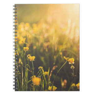 Carnet Crépuscule de renoncule