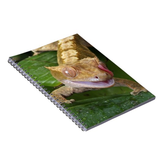 Carnet Crested Gecko (Côté Droit)