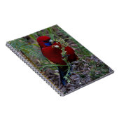 Carnet Crimson Rosella (Côté Droit)
