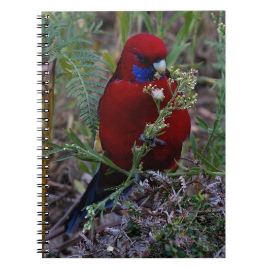 Carnet Crimson Rosella (Devant)