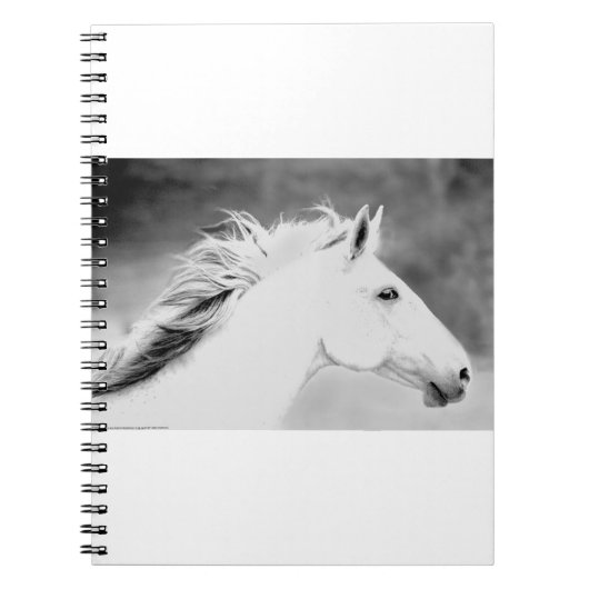 Carnet Crinière de LIN26BW dans le Wind.tif (Devant)
