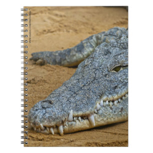 Carnet Crocodile