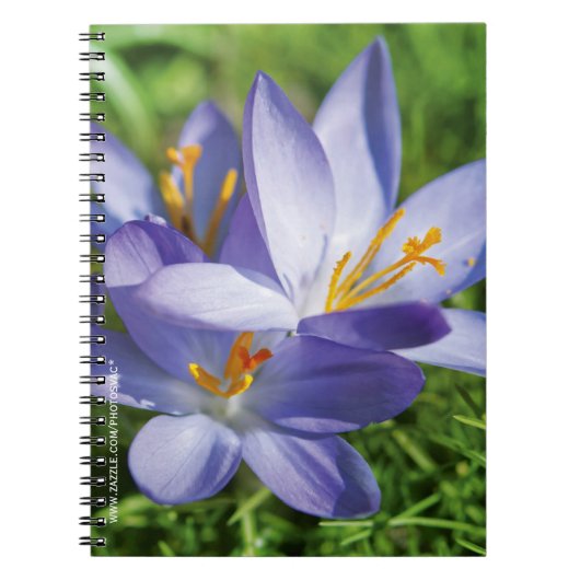 Carnet Crocus (Devant)