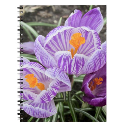 Carnet Crocus De Printemps Violet. (Devant)