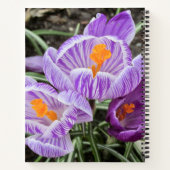 Carnet Crocus De Printemps Violet. (Dos)