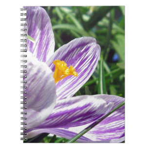 Carnet Crocus de printemps violet