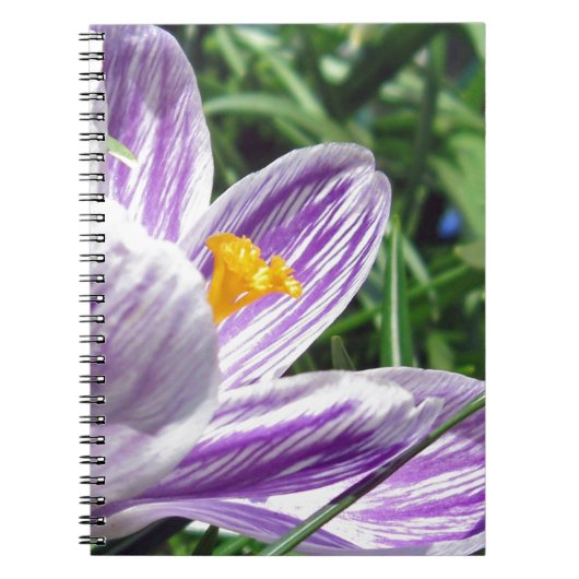 Carnet Crocus de printemps violet (Devant)