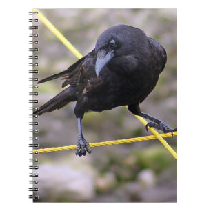 Carnet Crow à la croisée des chemins