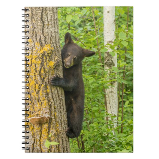 Carnet Cube d'ours noir | Minnesota (Devant)