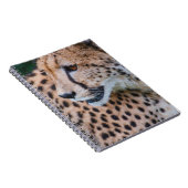 CARNET CURIEUX CHEETAH (Côté Droit)