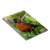 Carnet Curieux oiseau-chanteur américain Robin dans l'her (Côté Droit)