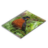 Carnet Curieux oiseau-chanteur américain Robin dans l'her (Côté gauche)