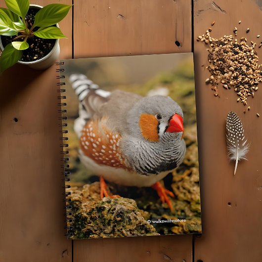 Carnet Curieux Zebra Finch sur les rochers
