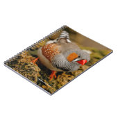 Carnet Curieux Zebra Finch sur les rochers (Côté gauche)