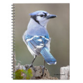 Carnet Cute Bleu Jay Songbird sur Treestump (Devant)