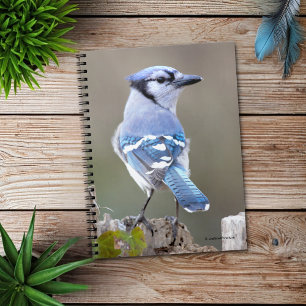 Carnet Cute Bleu Jay Songbird sur Treestump