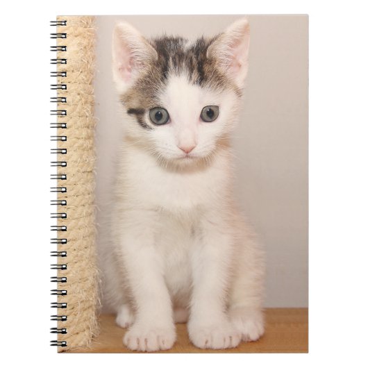 Carnet Cute chaton blanc aux yeux verts (Devant)