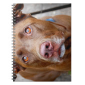 Carnet Cute chocolat Lab Pit Mix Chien 7 (Devant)
