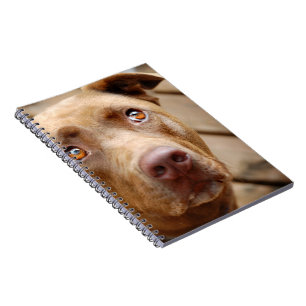 Carnet Cute chocolat Lab Pit Mix Portrait de chien 5