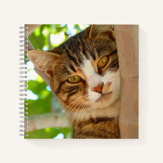 Carnet Cute Escalade de chat un arbre (Devant)
