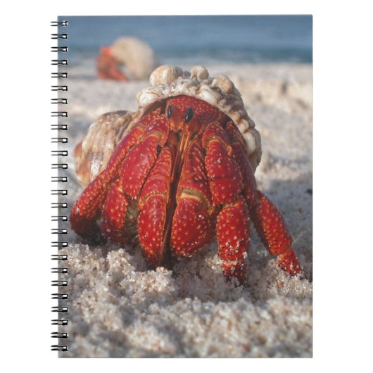 Carnet Cute Hermit Crabe sur White Sandy Beach Closeuse (Devant)