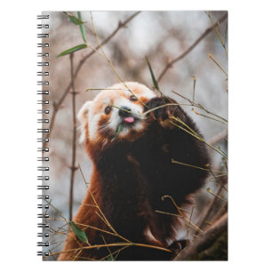 CARNET CUTE KOALA BEAR