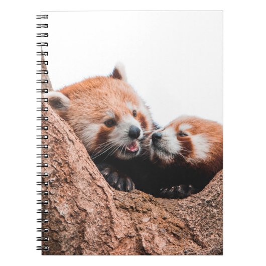 CARNET CUTE KOALA BEAR FAMILLE (Devant)