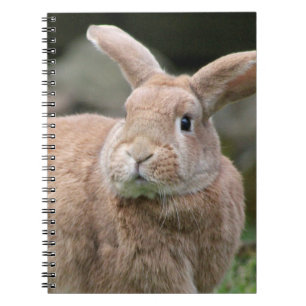 Carnet Cute lapin de gingembre avec de grandes oreilles