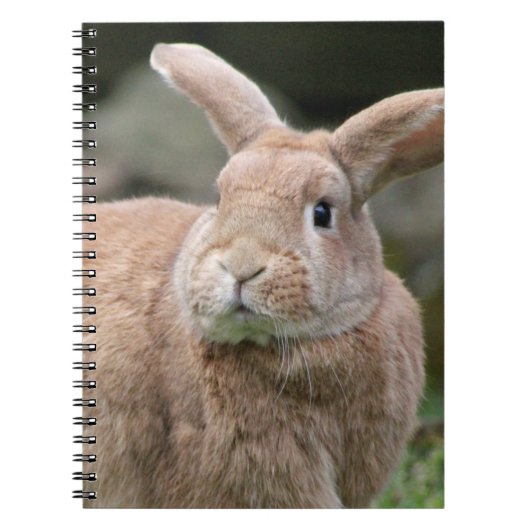 Carnet Cute lapin de gingembre avec de grandes oreilles (Devant)