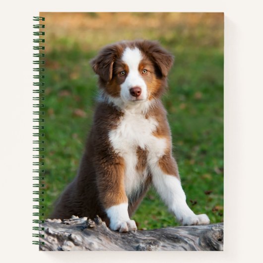 Carnet Cute Red Tri Australian Shepherd Chien Chien Puppy (Devant)