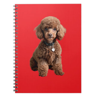 Carnet  Cute Teacup Poodle Red Folder