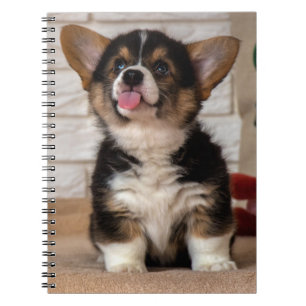 Carnet Cute Tri couleur Pembroke Welsh Corgi Chien Chien 