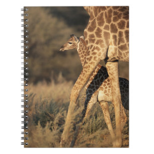 Carnet Cutest Baby Animals   Baby Giraffe & Parent