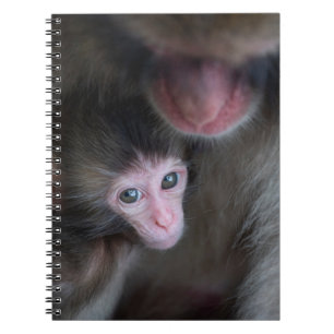 Carnet Cutest Baby Animals Baby Macaque Monkey & Mother