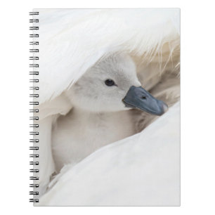 Carnet Cutest Baby Animals Baby Mute Swan