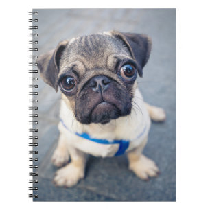 Carnet Cutest Baby Animals Baby Pug