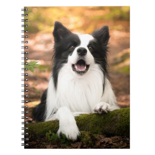 Carnet Cutest Baby Animals | Black and White Border Colli (Devant)