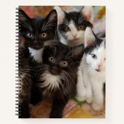 Carnet Cutest Baby Animals | Black & White Kittens (Devant)
