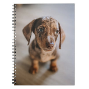 Carnet Cutest Baby Animals Brown Dachshund Puppy