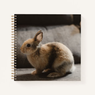 Carnet Cutest Baby Animals Netherland Dwarf Rabbit
