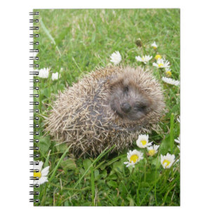 Carnet Cutest Baby Animals   Spanish Hedgehog