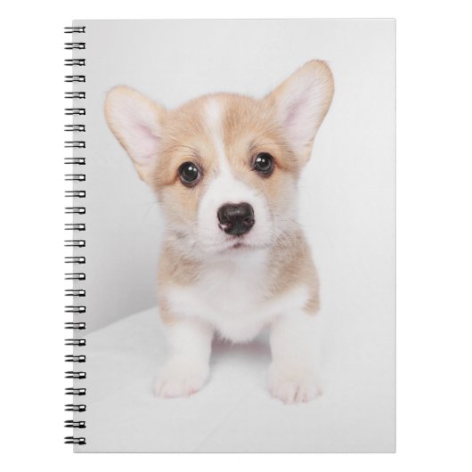 Carnet Cutest Baby Animals | Tiny Corgi (Devant)