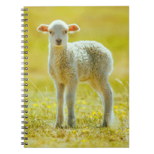 Carnet Cutest Baby Animals Young Sheep