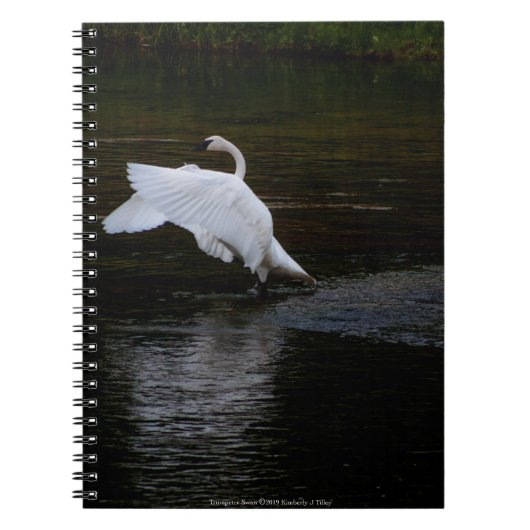 Carnet Cygne trompette (Devant)