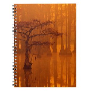 Carnet Cyprès George Smith State Park