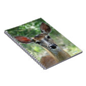 Carnet D33 Cerf à queue blanche Doe (Côté Droit)