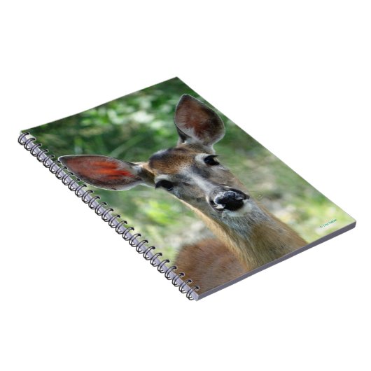 Carnet D33 Cerf à queue blanche Doe (Côté Droit)