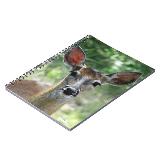 Carnet D33 Cerf à queue blanche Doe (Côté gauche)